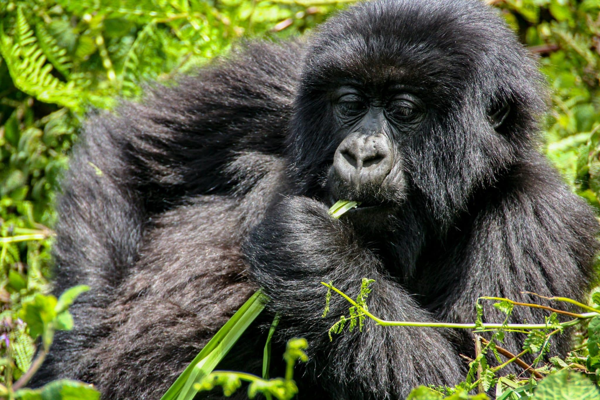 Frequently Asked Questions about Gorilla Trekking in Rwanda