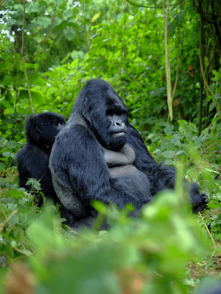 Once in a lifetime opportunity – Gorilla Trekking in Rwanda