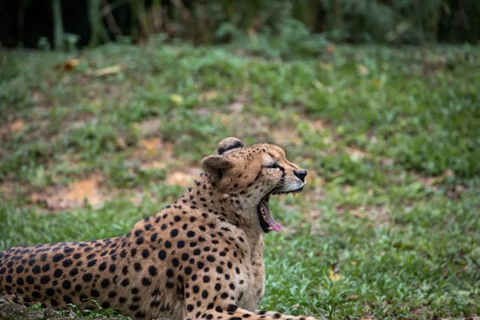 Conservation Efforts and Rwanda Wildlife: What You Need to Know