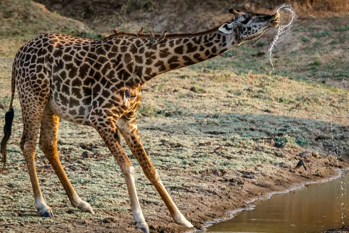 image ‣ Book Your Stay