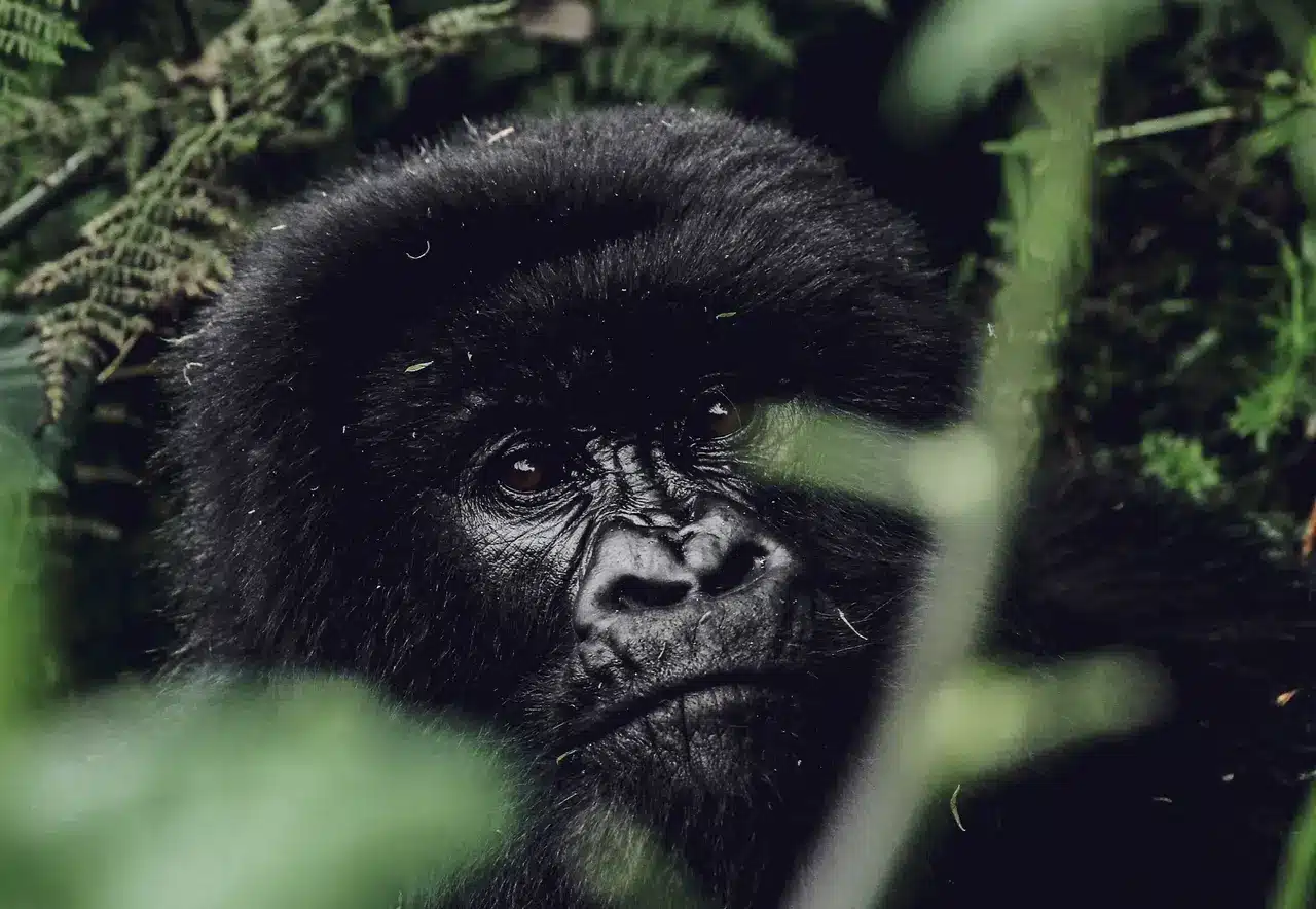 image ‣ Luxury Gorilla Trekking Lodge In Rwanda's Volcanoes Park