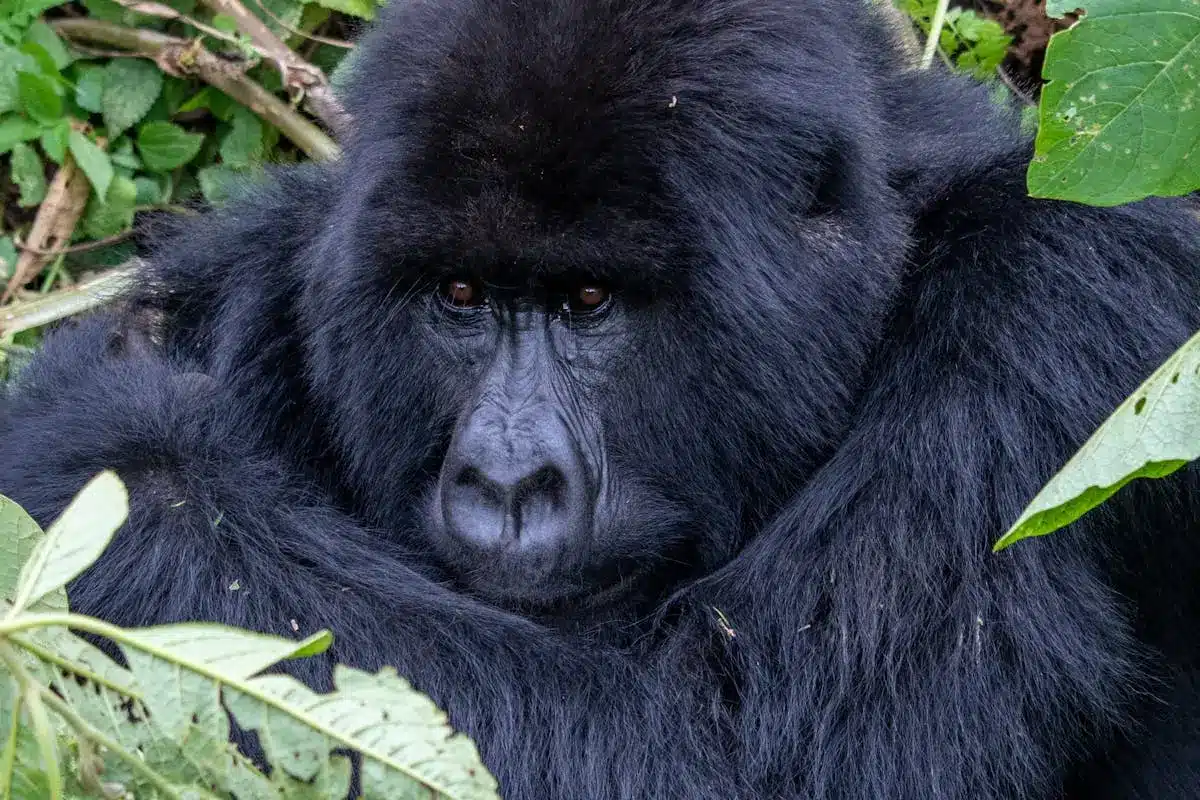 image ‣ Luxury Gorilla Trekking Lodge In Rwanda's Volcanoes Park